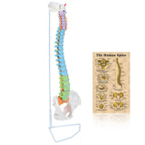 RONTEN Human Spine Model Life Size Colorful 34" Spine Model Flexible Spine Anatomical Model