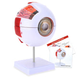 RONTEN 6X Enlarged Human Eye Anatomical Model Accurate Eye Model
