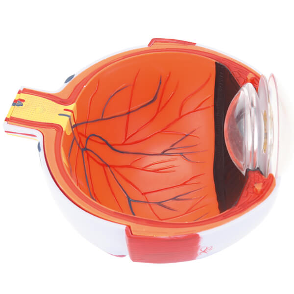 RONTEN,Eye Anatomical Model,6X Enlarged Human Eye Anatomical Model,medical school,eye models,display model