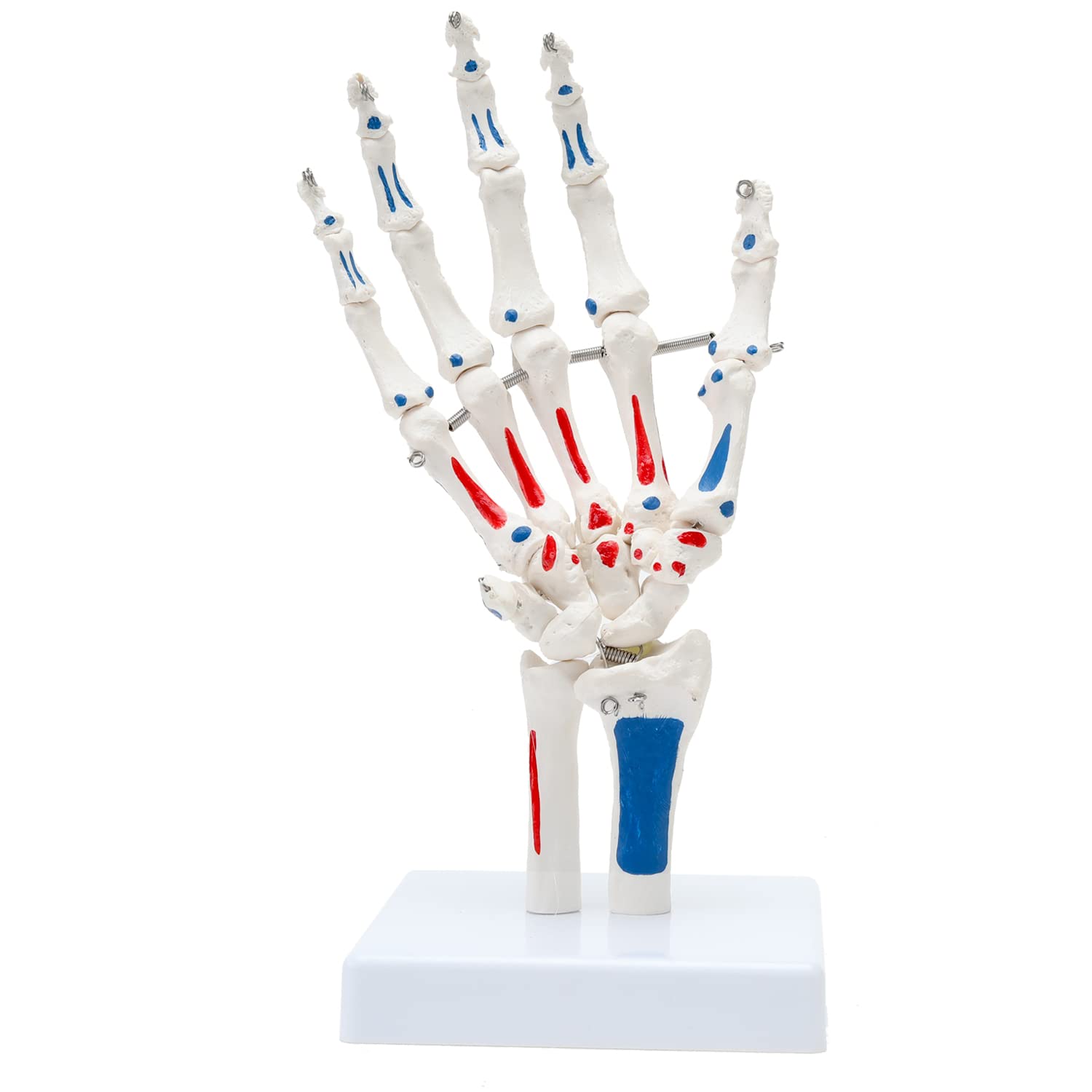 RONTEN Hand Joint Model Human Hand Skeleton Anatomical Model with Muscle Starting and Ending Points