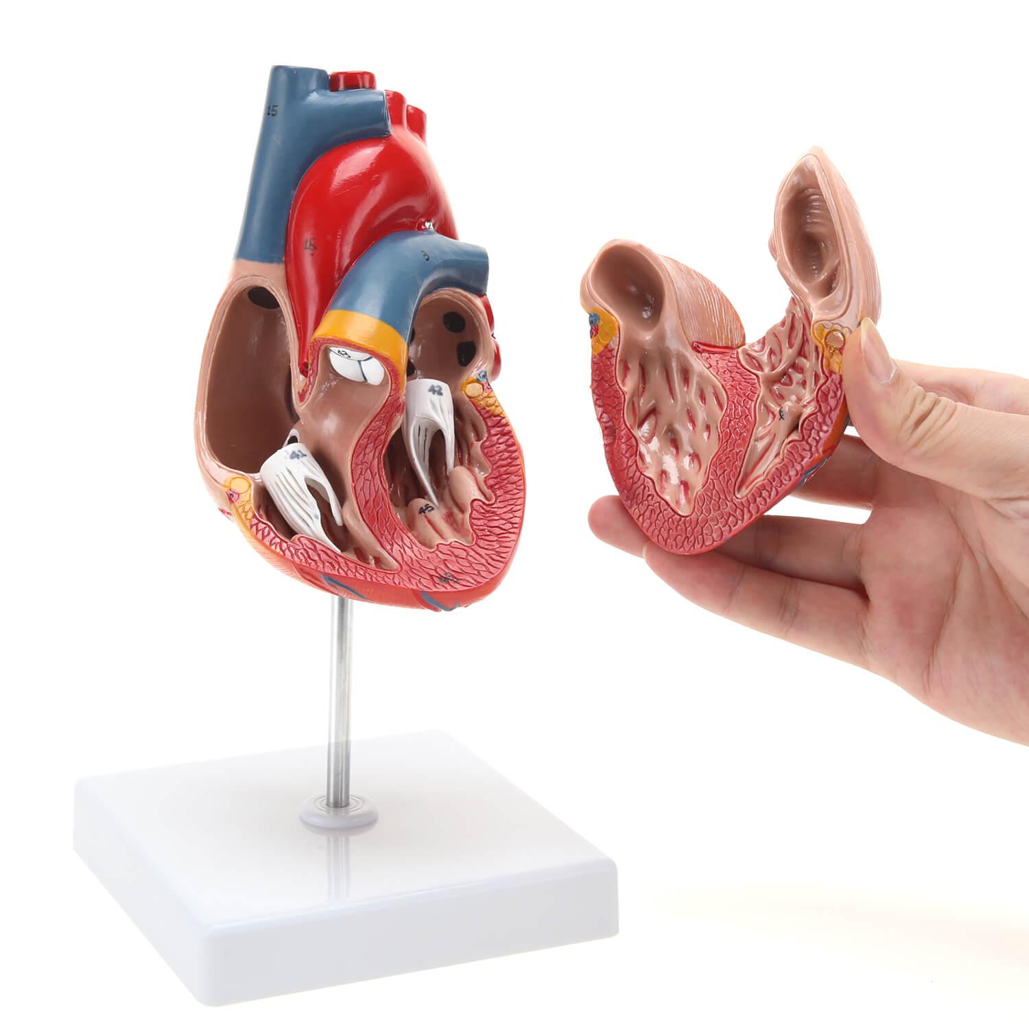 Human Heart Model,anatomical models,medical education models,teaching models,RONTEN,medical school,display model,,Life Size Anatomically Medical Heart Model