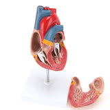 medical school,display model, demonstration model,RONTEN,Human Heart Model,medical education models,Life Size Anatomically Medical Heart Model
