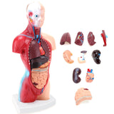 RONTEN 11 inch Teaching Model Torso Human Body Model Anatomy Model