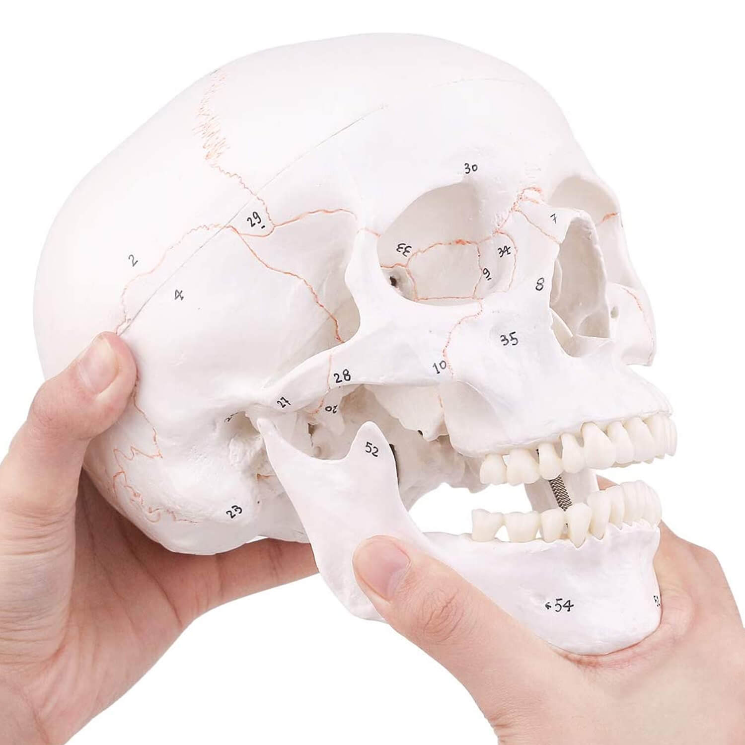 Life Size Human Skull Model Anatomy Skull with Newest Laser-Etched Fonts