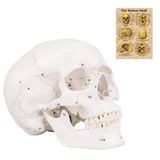RONTEN Life Size Human Skull Model Anatomy Skull with Newest Laser-Etched Fonts
