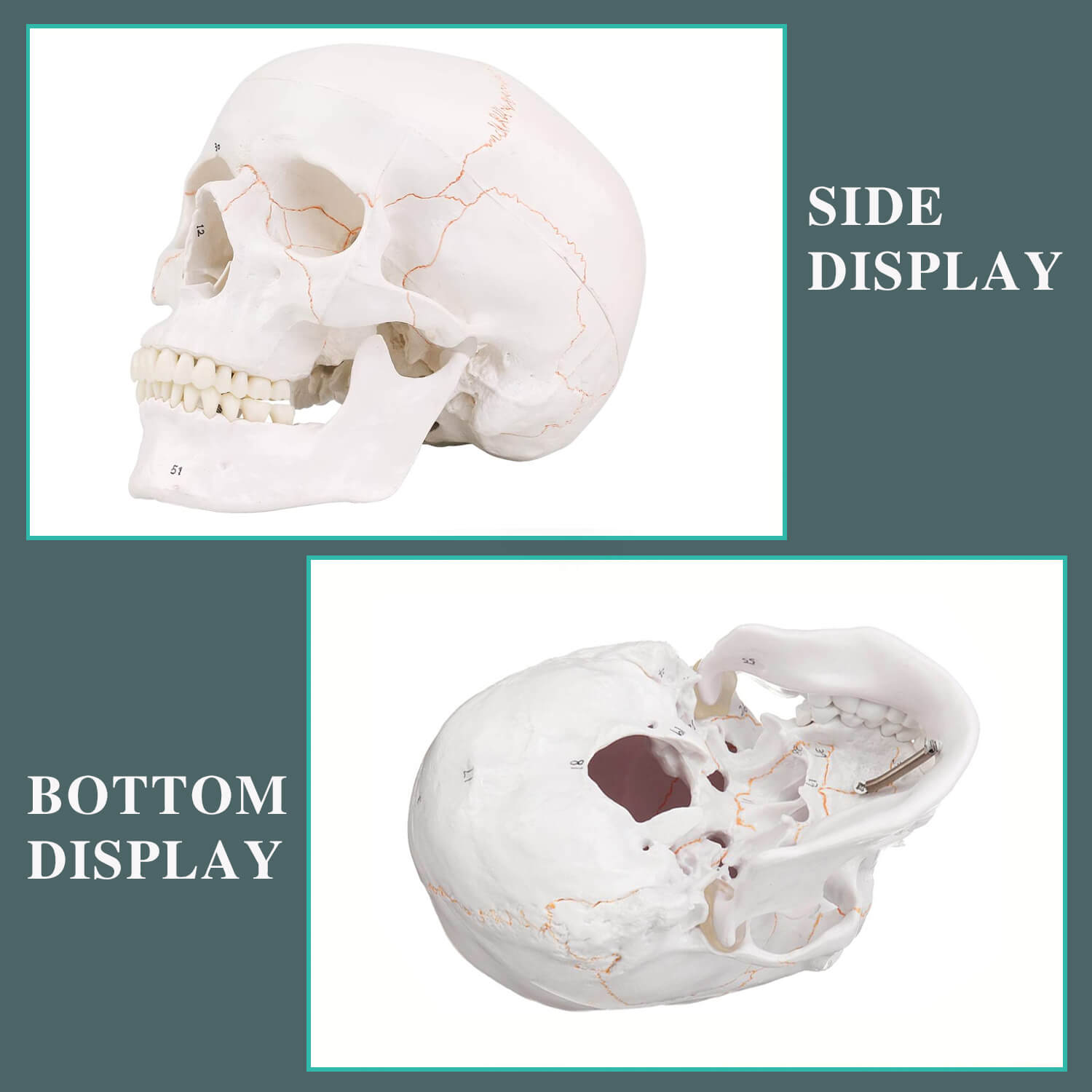 RONTEN Life Size Human Skull Model Anatomy Skull with Newest Laser-Etched Fonts Display