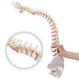 31" Human Spine Model Life-Size Spinal Cord Model