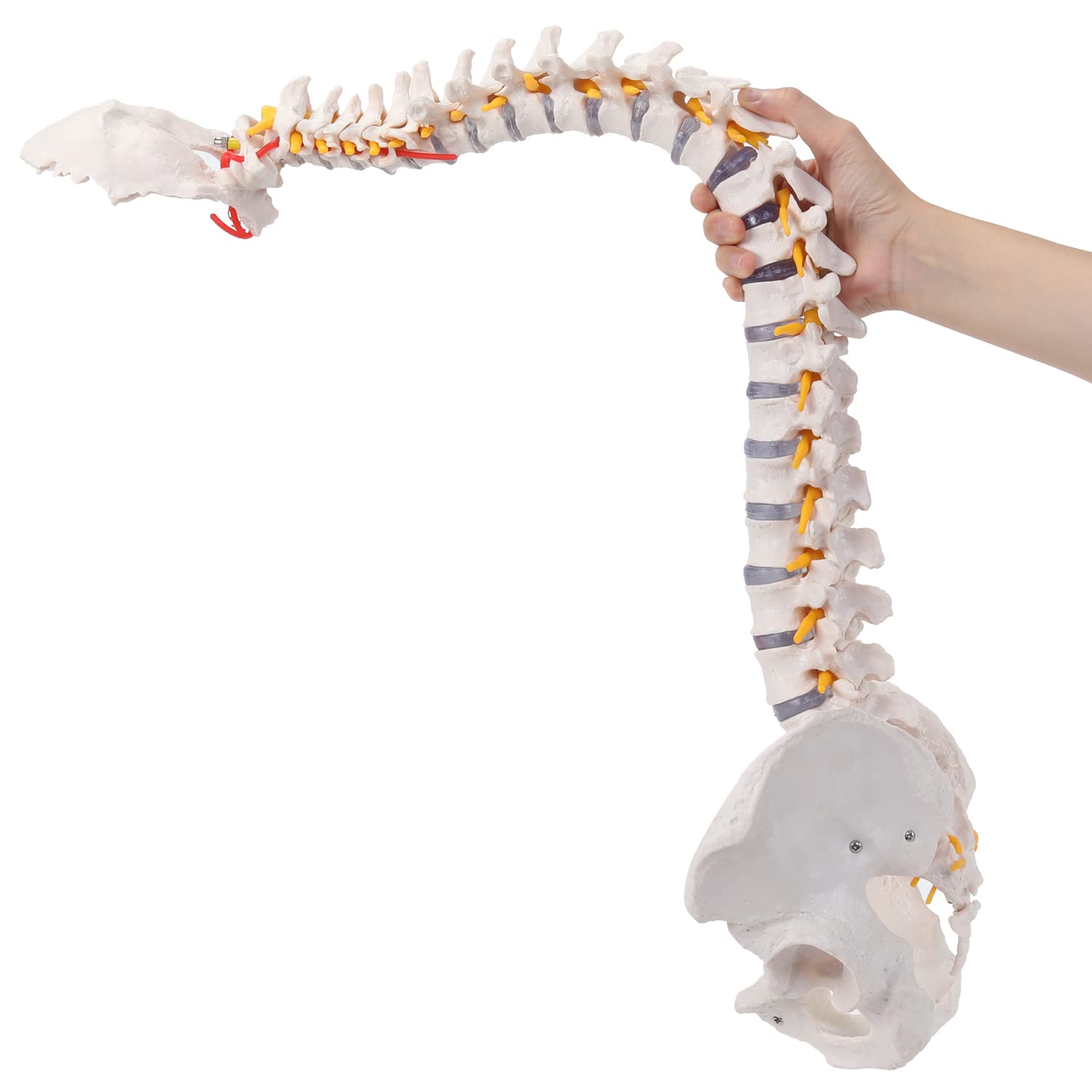 RONTEN 31" Spine Model Life-Size Spinal Cord Model