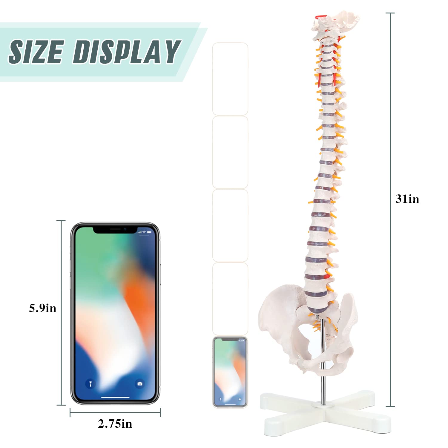 RONTEN 31" Human Spine Model Life-Size Spinal Cord Model size