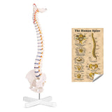 RONTEN 31" Human Flexible Spine Model Life Size Spinal Cord Model