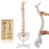 RONTEN 31" Human Spine Model Life-Size Spinal Cord Model