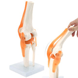 RONTEN Human Anatomical Knee Model Flexible Life-Size Knee Model