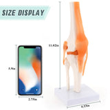 RONTEN,Life-Size Knee Model,teaching models, medical simulator,healthcare training, medical school, display model,,Human Anatomical Knee Model