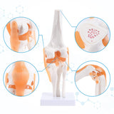 RONTEN Human Anatomical Knee Model Flexible Life-Size Knee Model