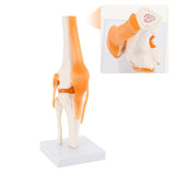 RONTEN Human Anatomical Knee Model Flexible Life-Size Knee Model