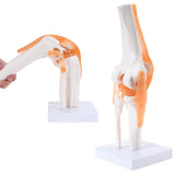 RONTEN Human Anatomical Knee Model Flexible Life-Size Knee Model
