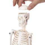 RONTEN 17.7" Mini Size Human Skeleton Model Anatomical Skeleton Model