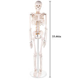 RONTEN Mini 33" Half Size Human Skeleton Model Teaching Anatomy Skeleton Model