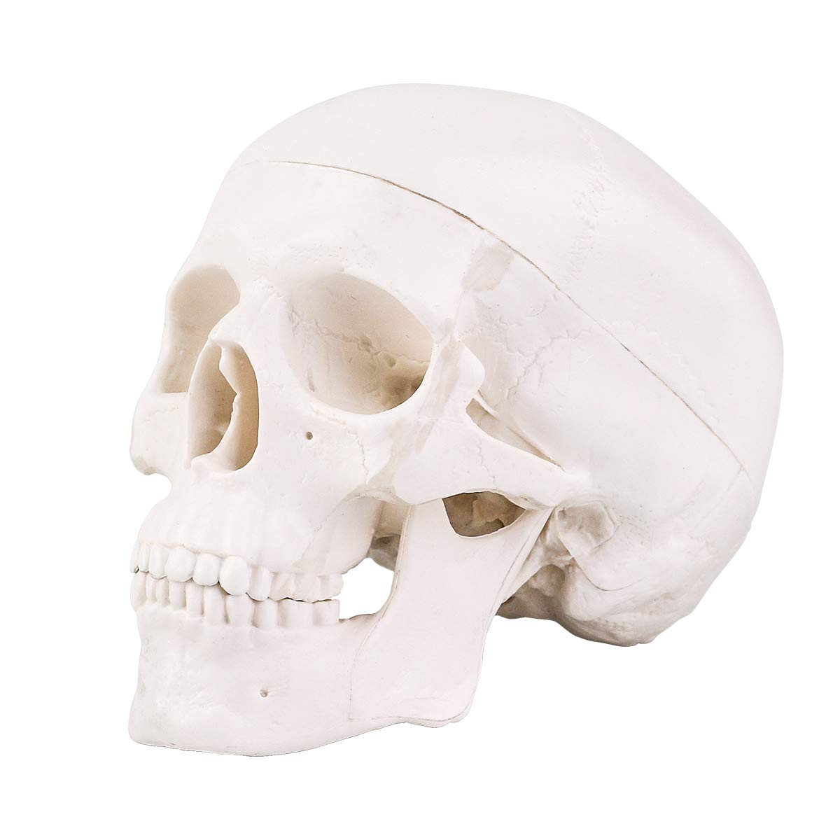 RONTEN Mini Skull Model