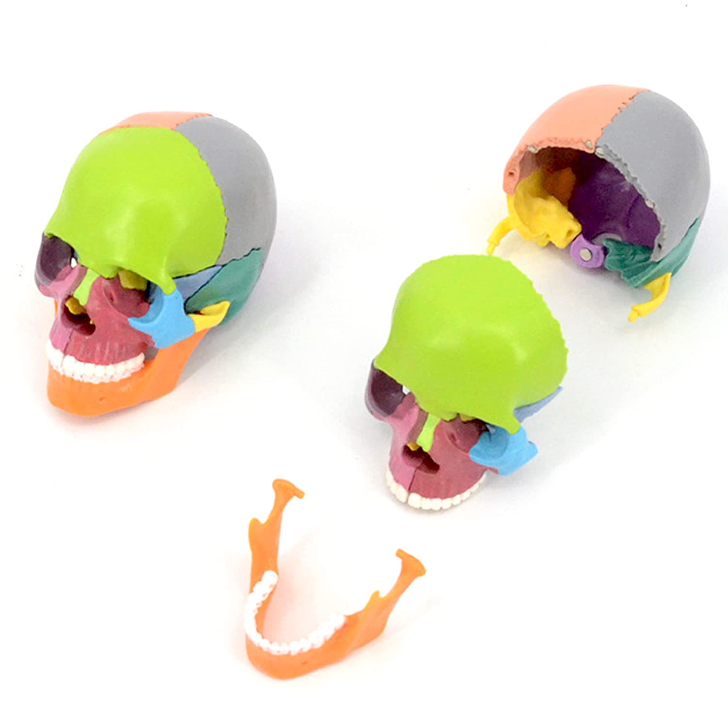 Mini Detachable Skull Model 15 Parts Detachable Color Skull Model