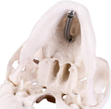 RONTEN Mini Skull Model Small Size Medical Anatomical Head Bone