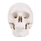 RONTEN Mini Skull Model Small Size Human Medical Anatomical Head Bone
