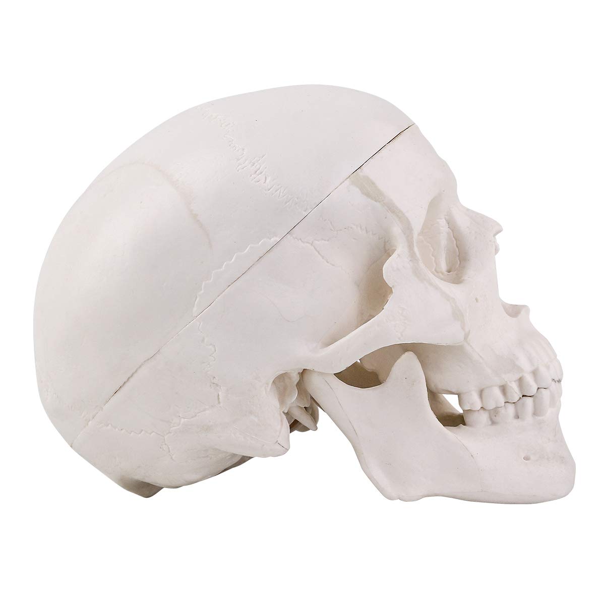 RONTEN Mini Skull Model Small Size 