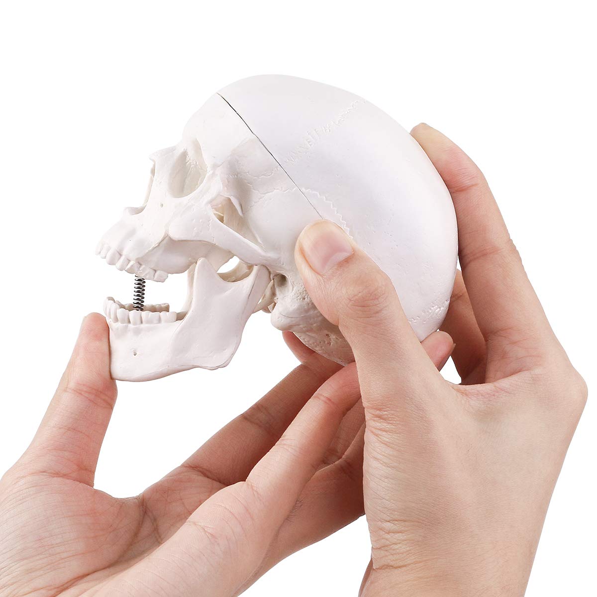 Mini Skull Model Small Size Human Medical Anatomical Head Bone