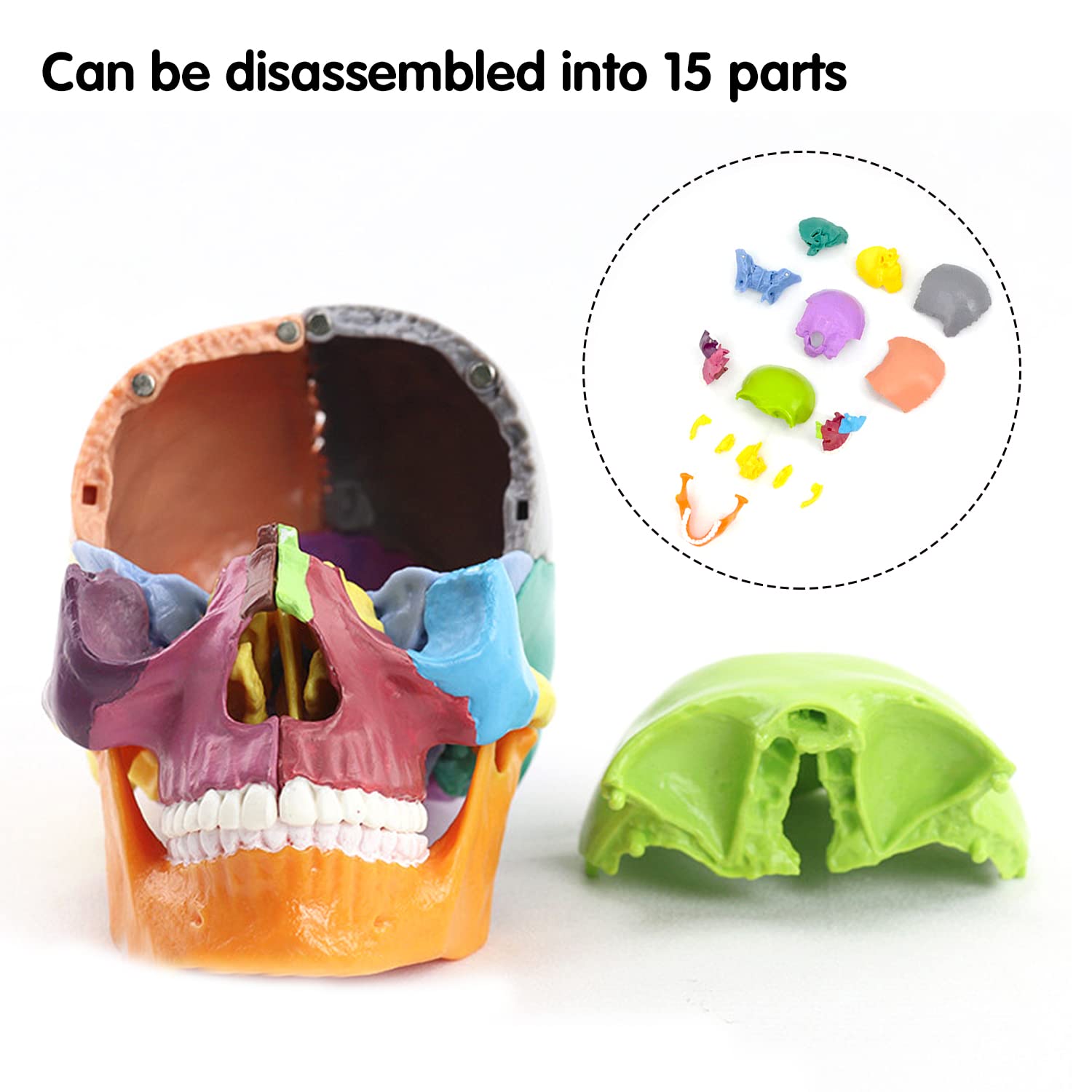 RONTEN Mini Size Detachable Skull Model  Detachable Color Skull Model