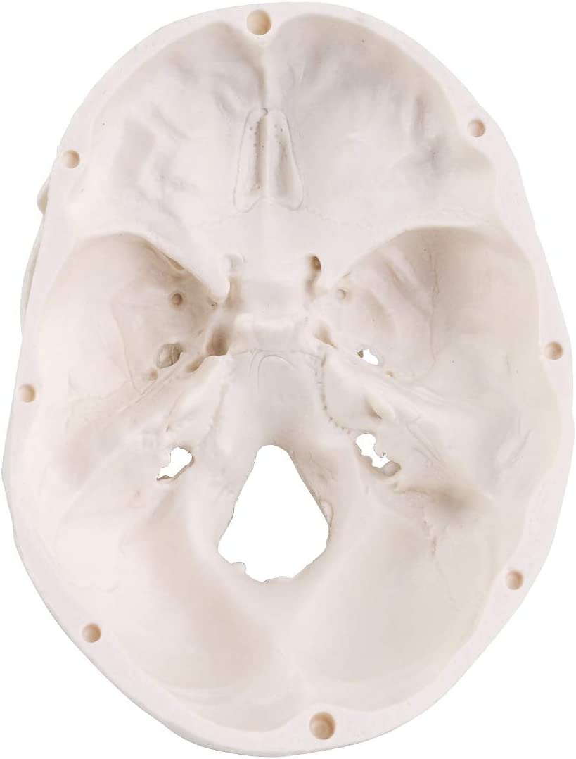 RONTEN Mini Skull Model Small Size Human Medical Anatomical Head Bone