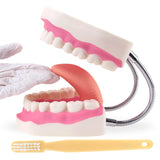 RONTEN,Dental Teeth Care Model-Mouth Model,Kids Dental Care Teaching Demonstration Model,Large Anatomical Teeth Models fit is the best teaching tool for dentists, speech therapists