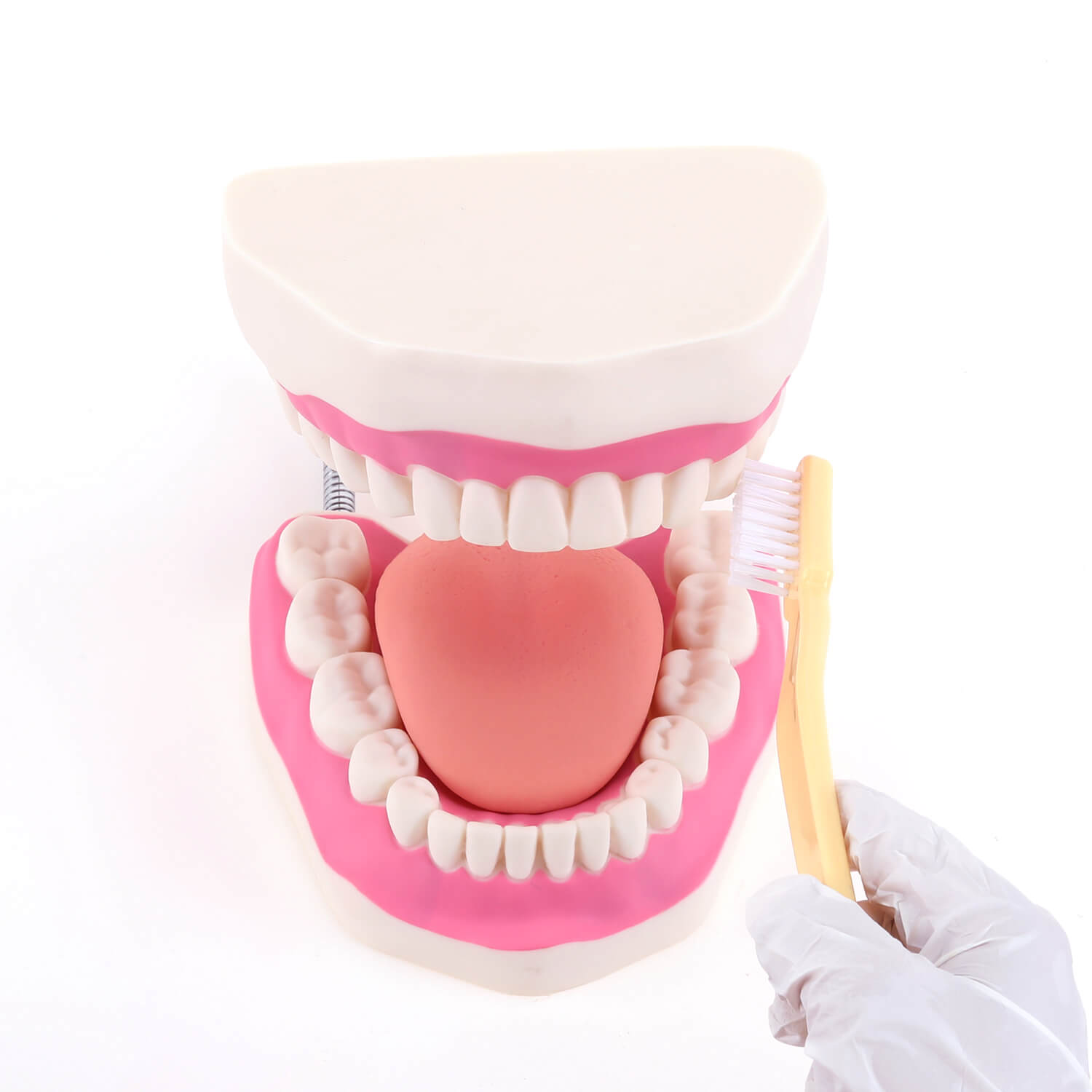 RONTEN,Dental Teeth Care Model-Mouth Mode