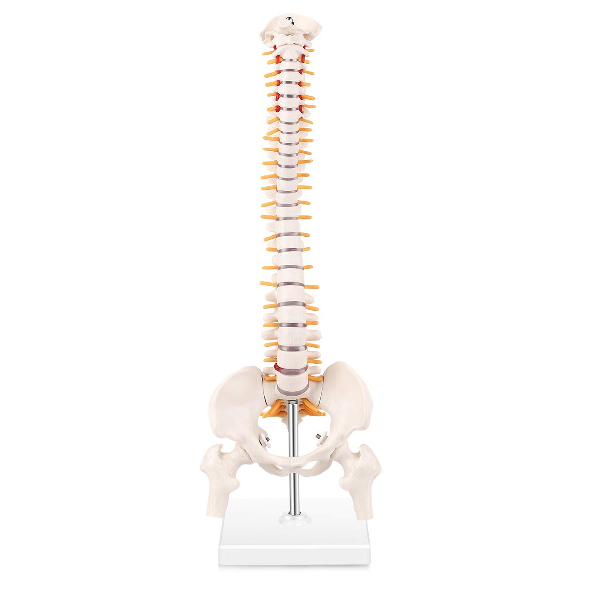 Mini Vertebral Column Model,RONTEN,Mini Spine Model,15.5" Human Mini Spine Model ,teaching models, medical simulator,healthcare training, medical school