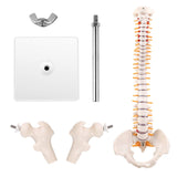 RONTEN 15.5" Human Mini Spine Model Mini Vertebral Column Model