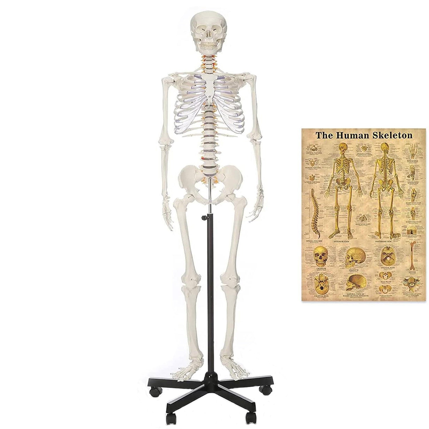 RONTEN 70.8"Human Skeleton Model Life Size Anatomical Skeleton Model