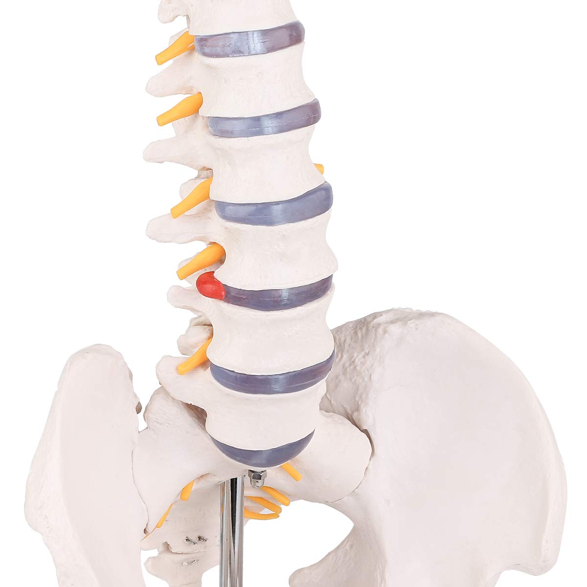 Human Spine Model,31"Human Spine Model, medical school,display model,demonstration model,skeleton Model,RONTEN