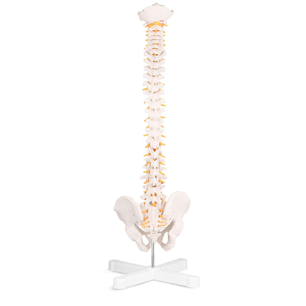 healthcare training, medical school,display model,demonstration model,skeleton Model,RONTEN,Human Spine Model,31"Human Spine Model,Vertebrae,Nerves,Arteries,Lumbar Column,anatomy models