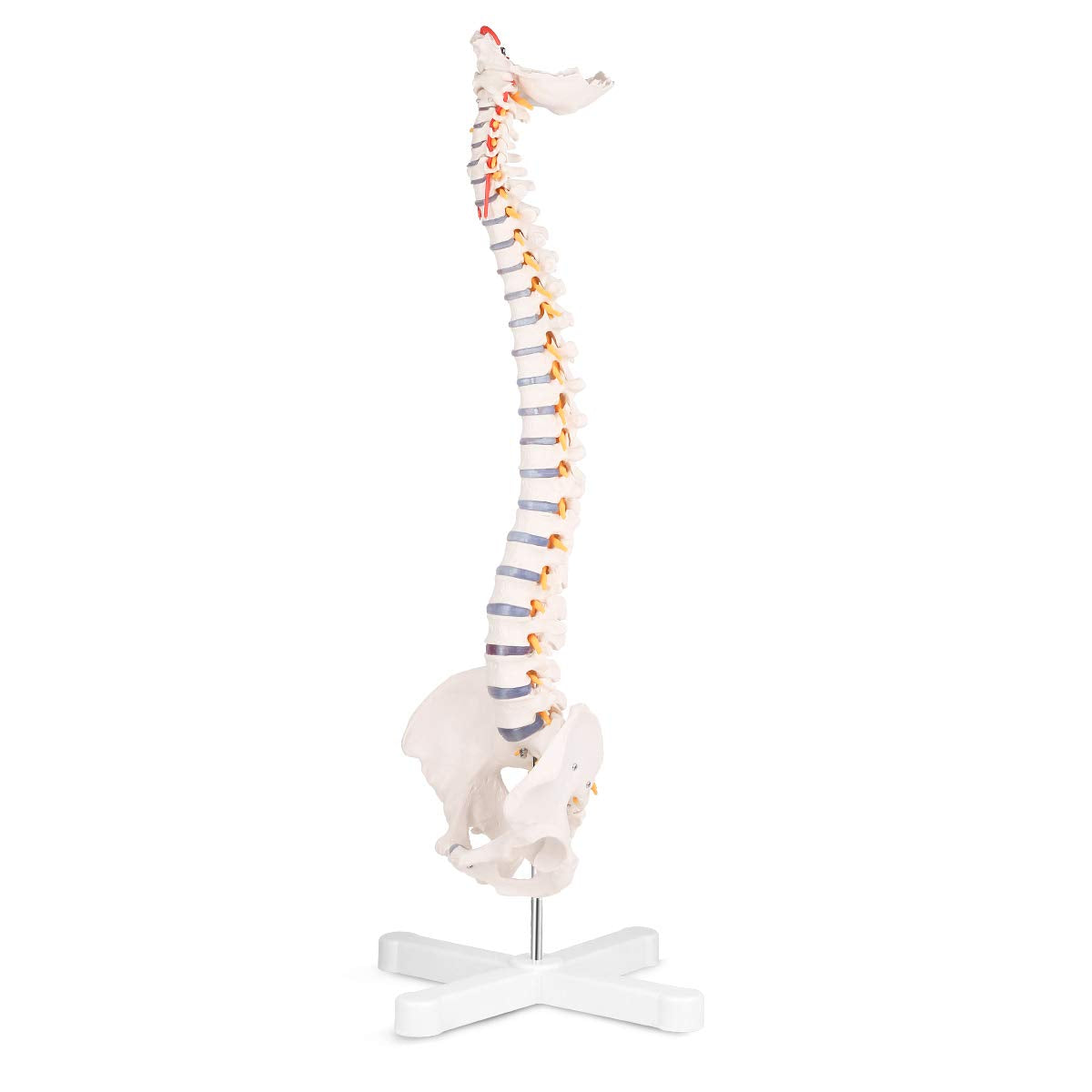 RONTEN,Human Spine Model,31"Human Spine Model,medical school,display model,demonstration model,skeleton Model,Nerves,Arteries,Lumbar Column,anatomy models,anatomical models
