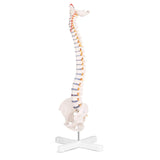 RONTEN,Human Spine Model,31"Human Spine Model,medical school,display model,demonstration model,skeleton Model,Nerves,Arteries,Lumbar Column,anatomy models,anatomical models