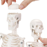 17.7" Mini Size Human Skeleton Model Anatomical Skeleton Model
