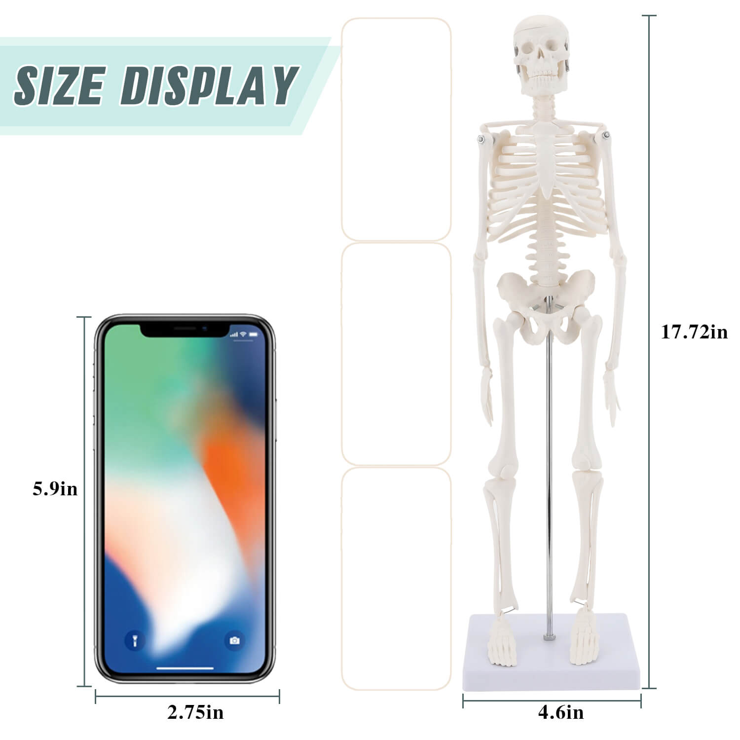 RONTEN,Mini Size Human Skeleton Model,17.7"Skeleton Model,Anatomical Skeleton,medical education models, teaching models,medical simulator,skeleton Model