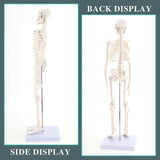 RONTEN,Mini Size Human Skeleton Model,17.7"Skeleton Model,Anatomical Skeleton,medical education models, teaching models,medical simulator,skeleton Model