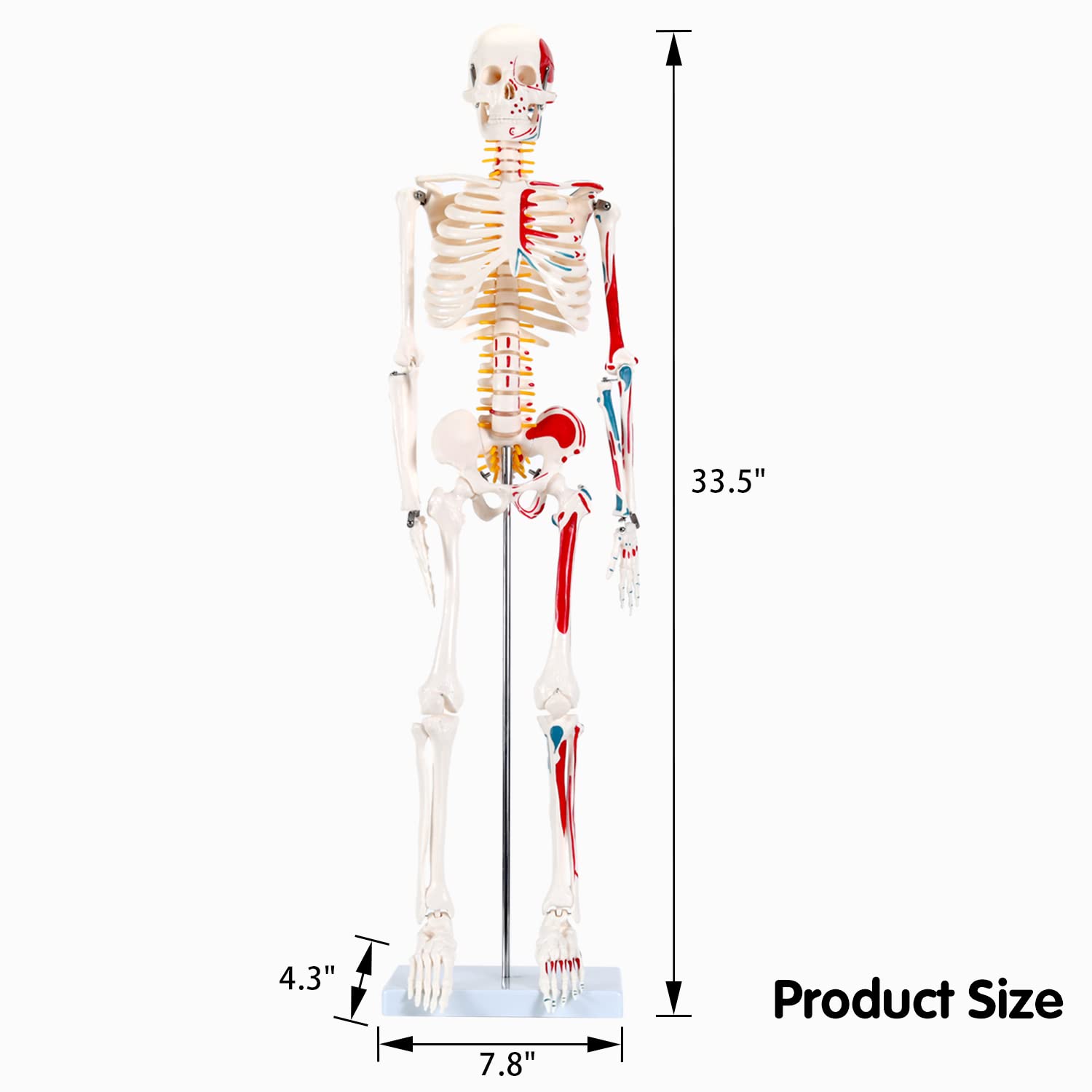 RONTEN 33.5" Human Skeleton Model 1/2 Life Size Skeleton Anatomy Model with Painted and Muscle Origins and Ends Points