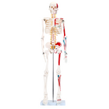 RONTEN 33.5" Human Skeleton Model 1/2 Life Size Skeleton Anatomy Model with Painted and Muscle Origins and Ends Points