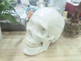 RONTEN Human Skull Model Life Size Medical Anatomical Adult Model