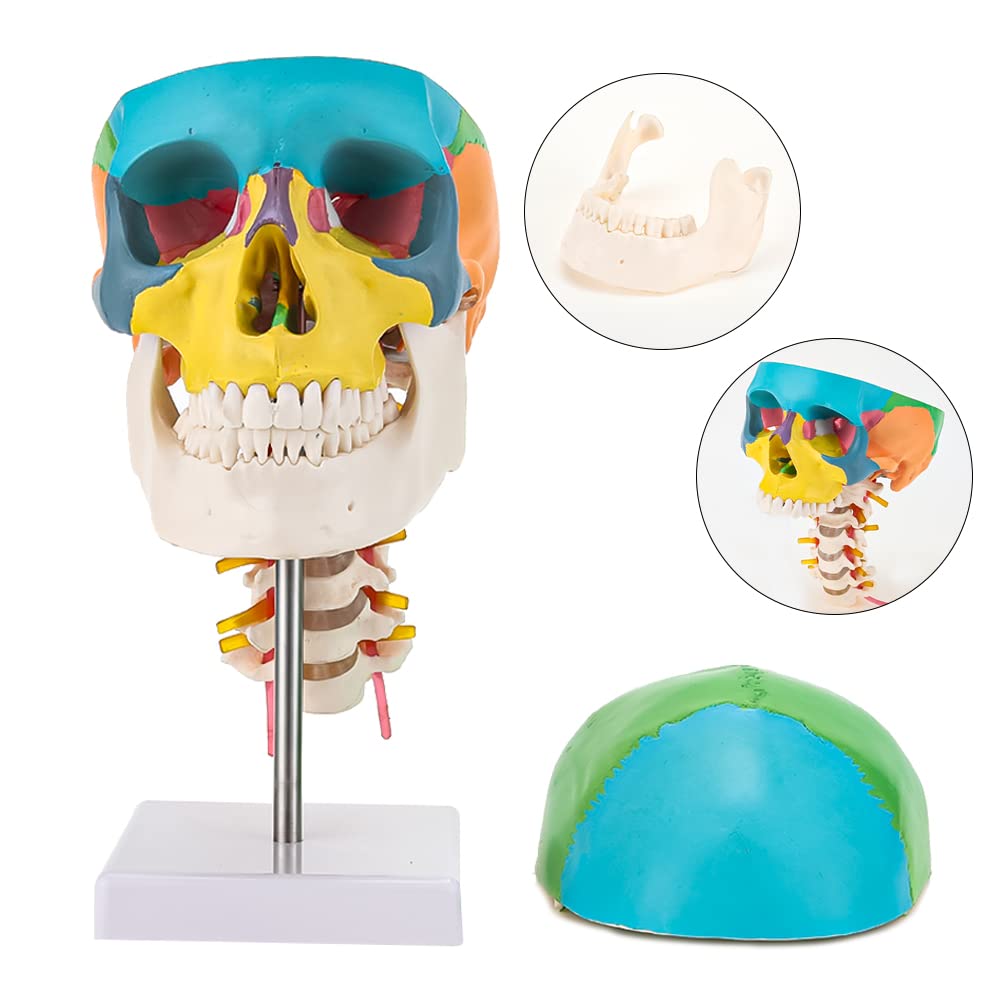 RONTEN Life Size Didactic Human Anatomy Colored Skull Model with Cervical Vertebra