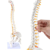 RONTEN,Mini Spine Model,15.5" Human Mini Spine Model,Mini Vertebral Column Model, medical education models,teaching models, medical simulator,healthcare training, medical school