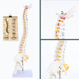 RONTEN,Mini Spine Model,15.5" Human Mini Spine Model,healthcare training, medical school,Mini Vertebral Column Model, medical education models,teaching models, medical simulator