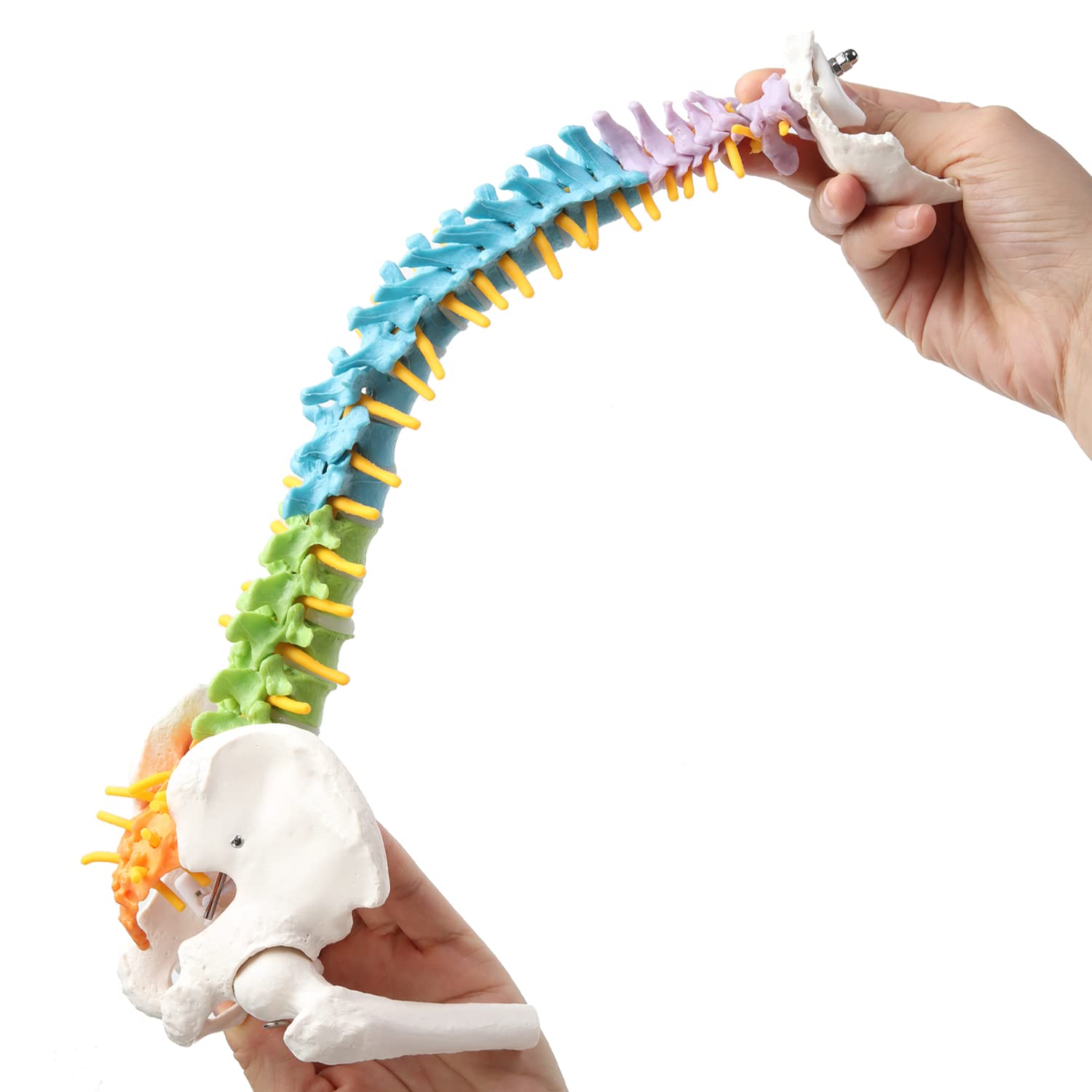 RONTEN Spine Model 16.5" Colorful Human Spine Anatomy Model