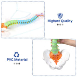 RONTEN Human Spine Model Life Size Colorful 34" Spine Model Flexible Spine Anatomical Model